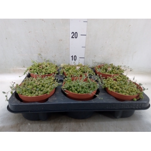 Senecio rowleyanus