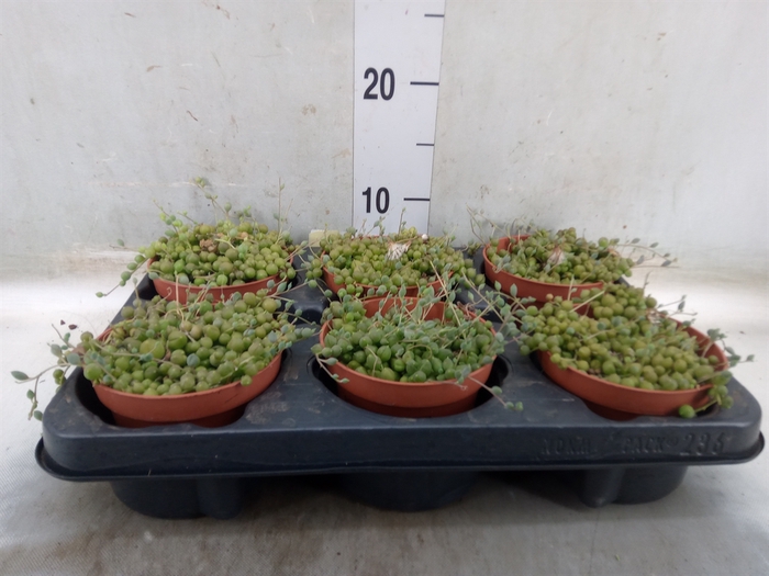 <h4>Senecio rowleyanus</h4>