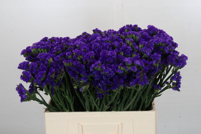 <h4>Limonium Navy Sun Birds</h4>