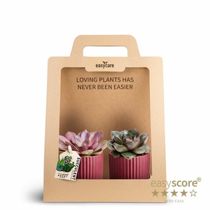 2-Pack Nordic Auberg Succulent