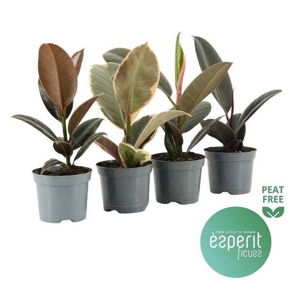 <h4>Ficus elastica Mix 3-4 srt.</h4>