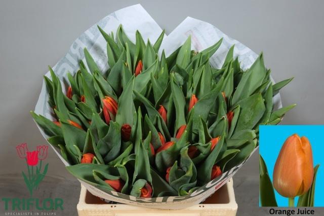 <h4>TU EN TITAN</h4>