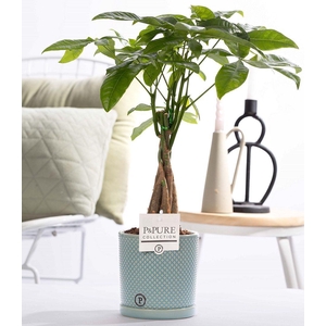 Pachira Aquatica in P&PURE Lauren ceramics