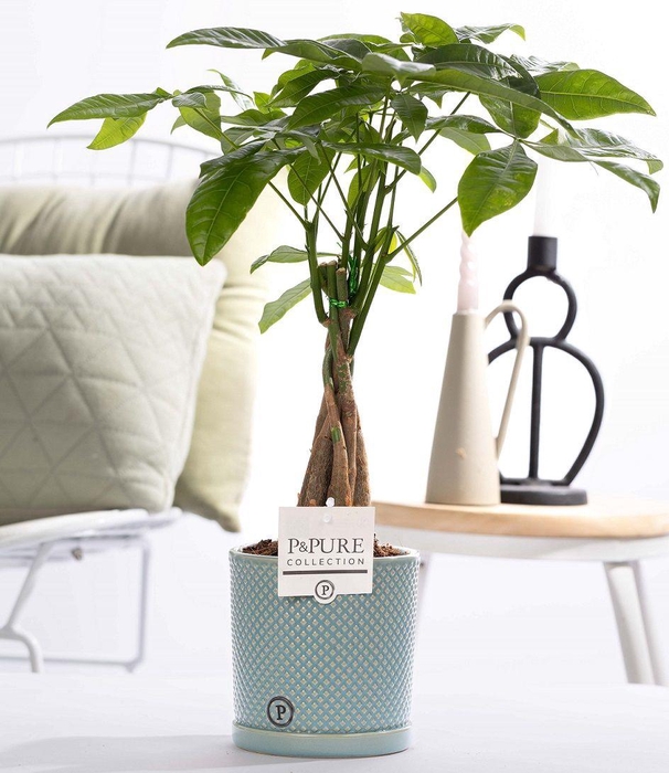 <h4>Pachira Aquatica in P&PURE Lauren ceramics</h4>