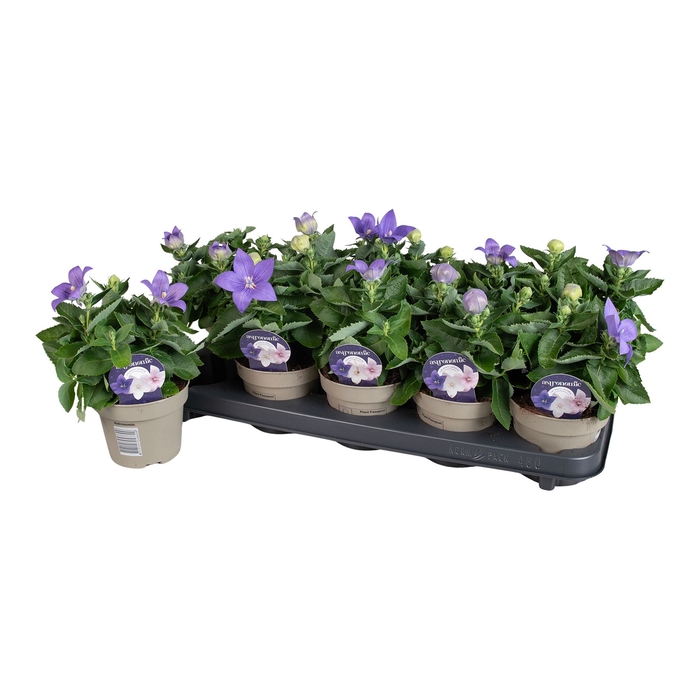 <h4>Platycodon grand. 'Astra Blue'</h4>