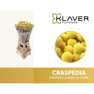 Craspedia Paintball Jumbo Klaver