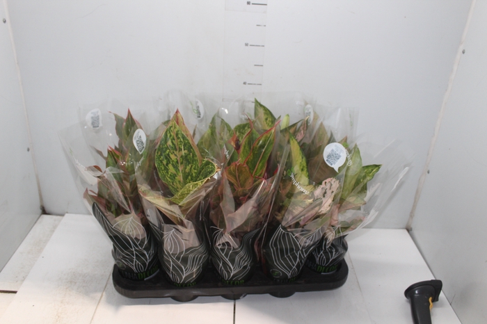 <h4>AGLAONEMA VARIADA P12 PREMIUM</h4>