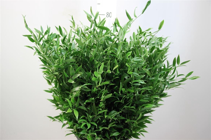 <h4>Ruscus 200gr 70 Cm Italie</h4>