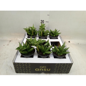Sansevieria   ...