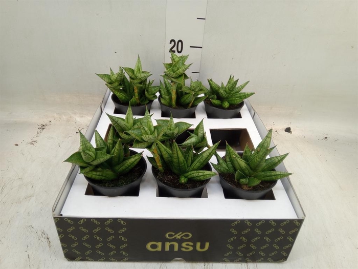 <h4>Sansevieria   ...</h4>