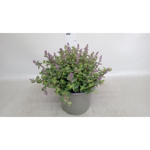 Nepeta faassenii  'Purrsian Blue'