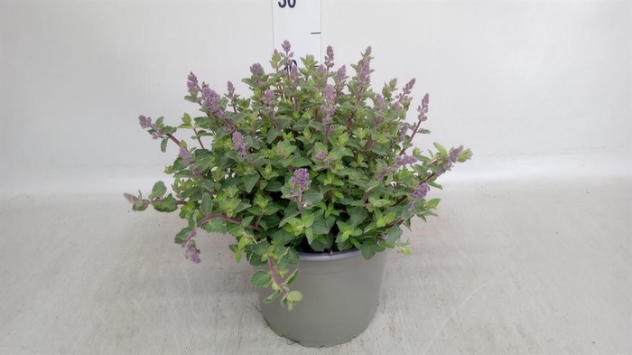 <h4>Nepeta faassenii  'Purrsian Blue'</h4>