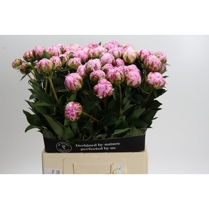Paeonia Sarah Bernhardt