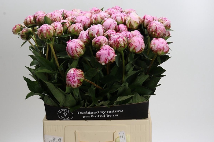 <h4>Paeonia Sarah Bernhardt</h4>
