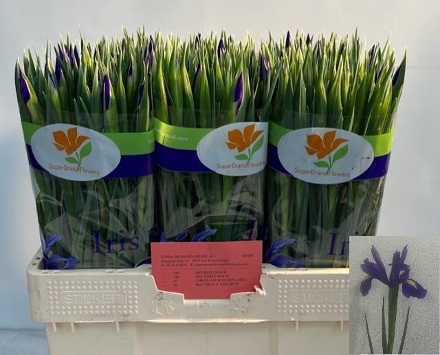 <h4>IRIS BLUE MAGIC</h4>