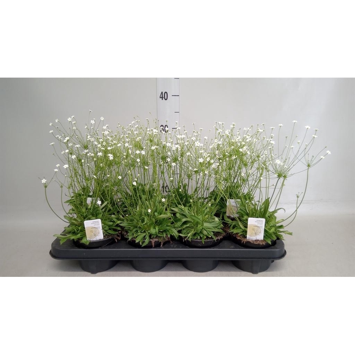 <h4>Androsace albana</h4>