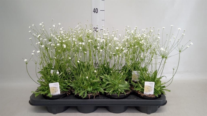 <h4>Androsace albana</h4>