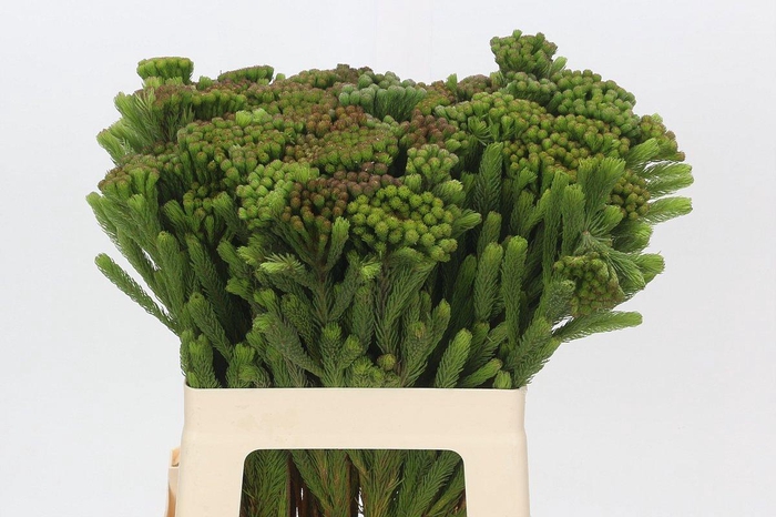 <h4>BRUN ALBIFLORA</h4>