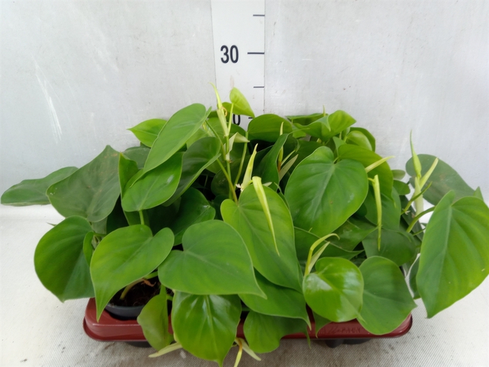 Philodendron scand.