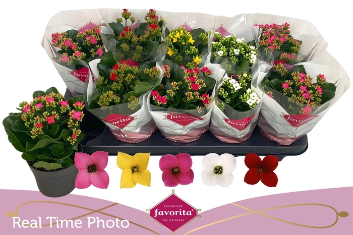 arr8 Kalan Bl Gem 5 Kl