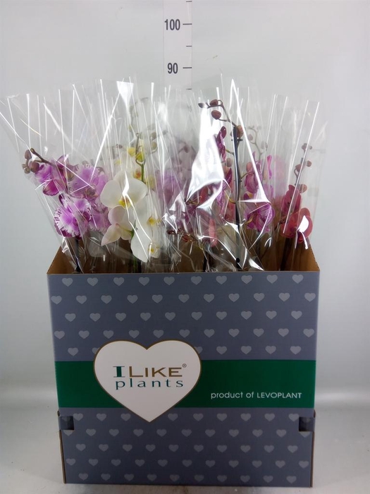 <h4>Phalaenopsis ...mix</h4>