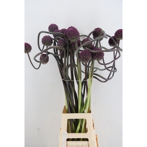 ALLIUM OV
