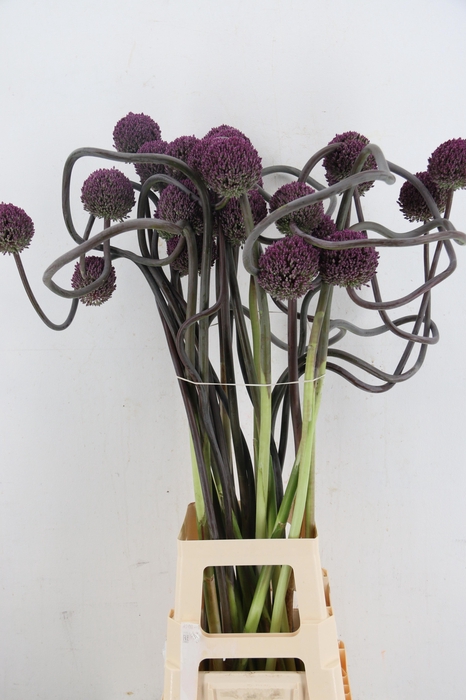 <h4>ALLIUM OV</h4>