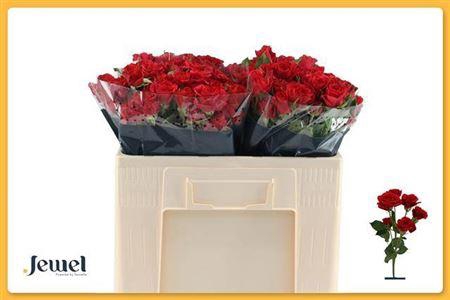 <h4>R Tr Mirabel</h4>