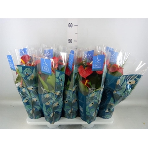 Anthurium andr. 'Karma Red'