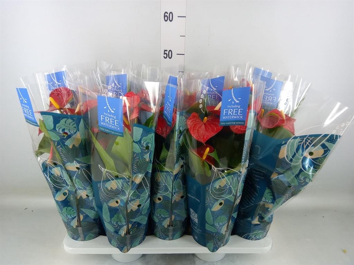 <h4>Anthurium andr. 'Karma Red'</h4>