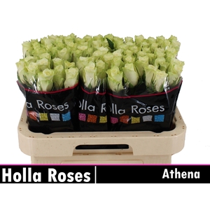 R Gr Athena