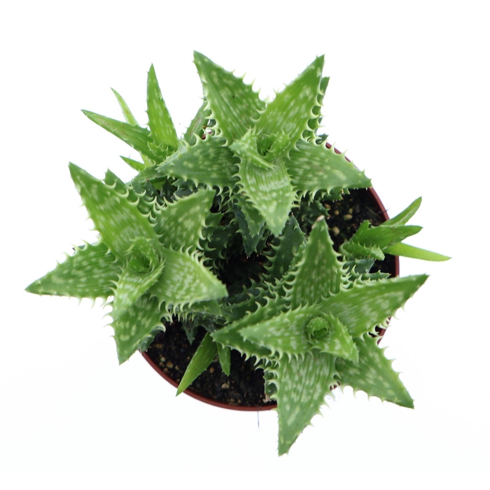 <h4>Aloe squarrosa</h4>
