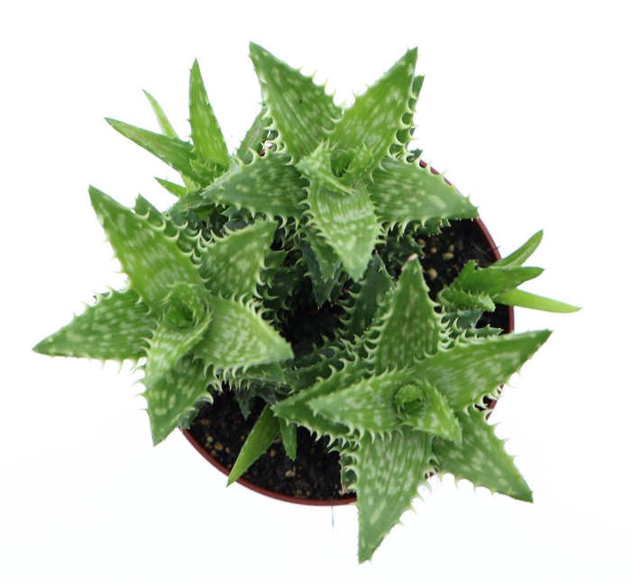 <h4>Aloe squarrosa</h4>