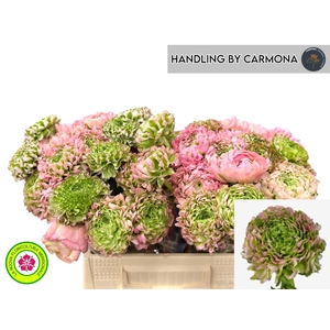 RAN PON PON HERMIONE