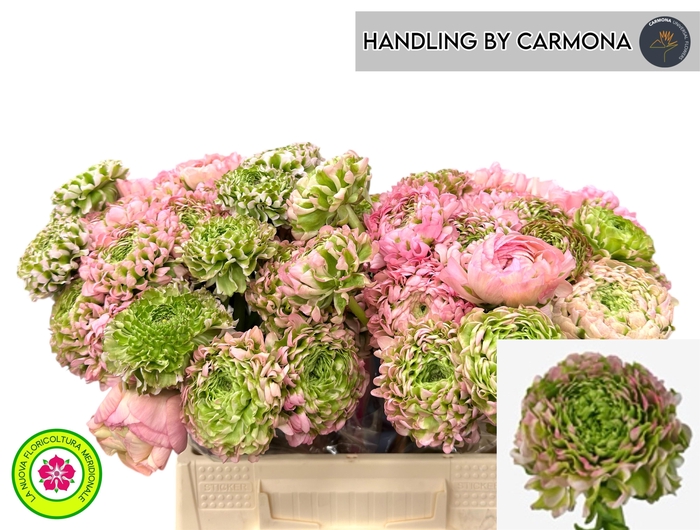 <h4>RAN PON PON HERMIONE</h4>