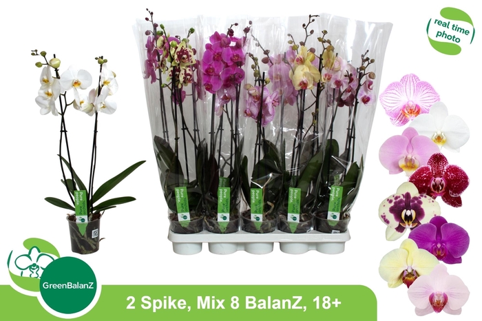 <h4>PHAL GEM 8 KL</h4>