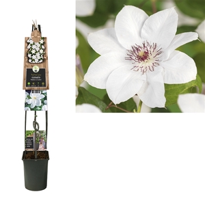 Clematis miss bateman 3.0 label C5