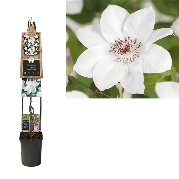 <h4>Clematis miss bateman 3.0 label C5</h4>