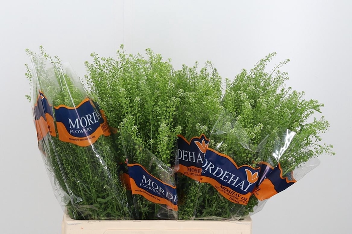 <h4>Lepidium Green Bell</h4>