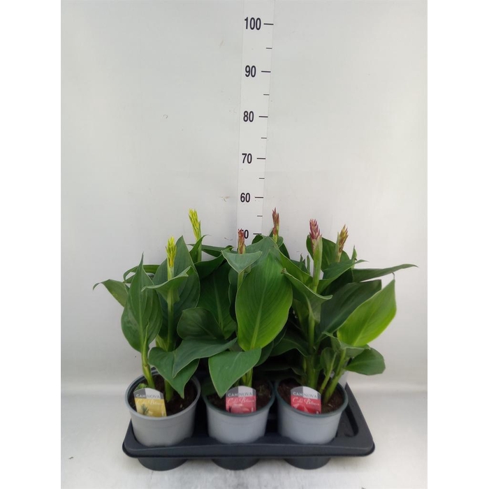 <h4>Canna  'Cannova'   ...mix</h4>