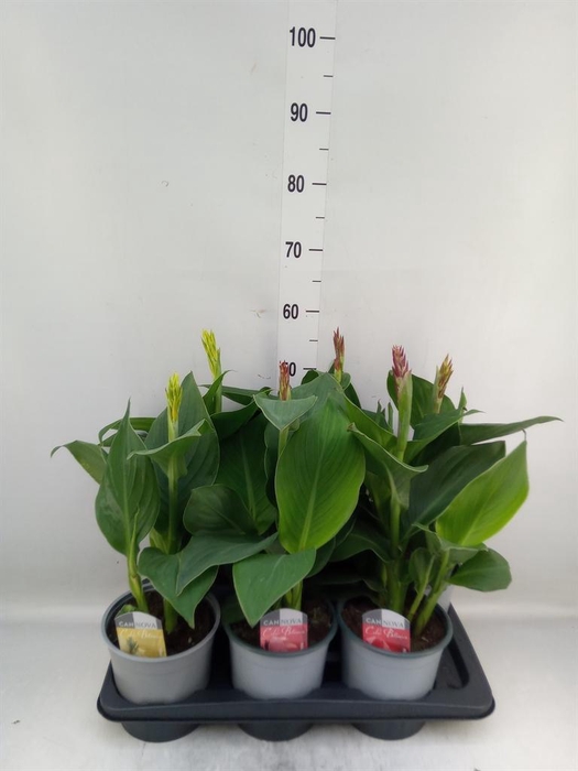 Canna  'Cannova'   ...mix