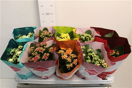 <h4>Kalanchoe Blossfeldiana Gevuld Perfecta Gemengd 5</h4>