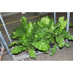 ASPLENIUM NIDUS P14
