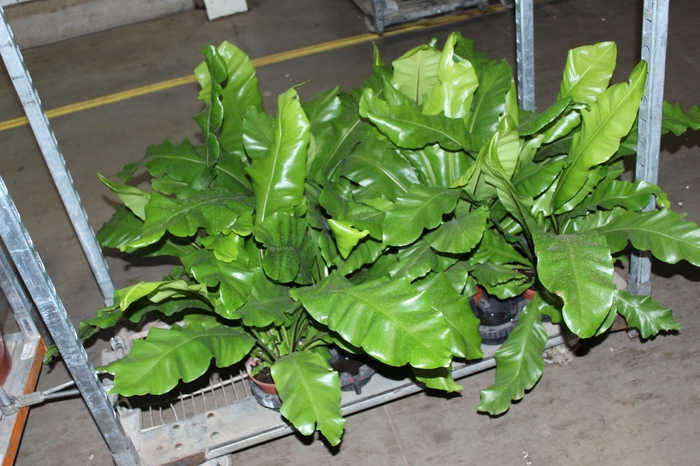 <h4>ASPLENIUM NIDUS P14</h4>