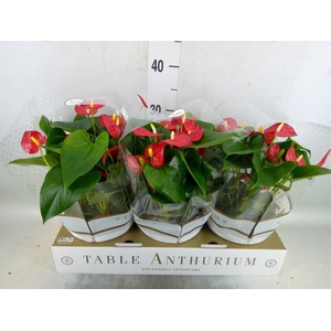Anthurium andr. 'Royal Champion'