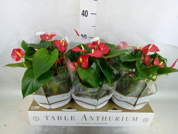 <h4>Anthurium andr. 'Royal Champion'</h4>
