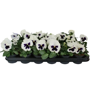 Viool F1 wit met oog p9