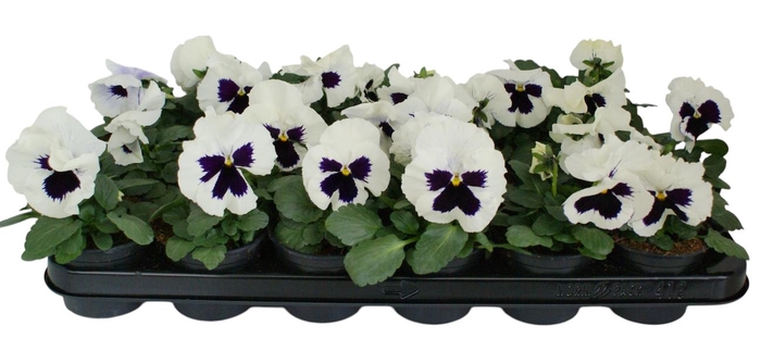 <h4>Viool F1 wit met oog p9</h4>