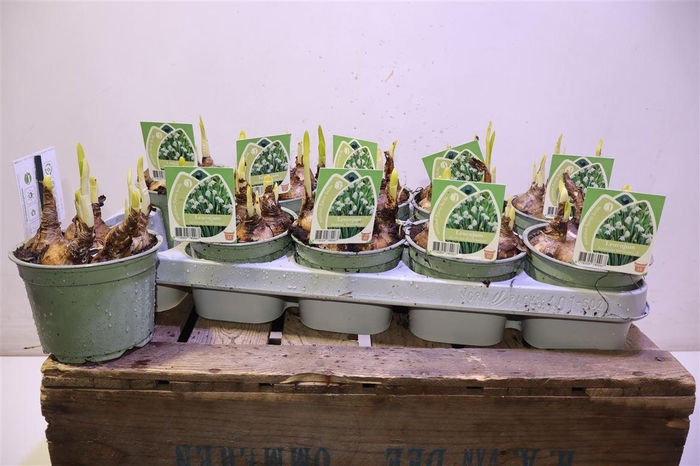 <h4>Leucoj Aestivum</h4>