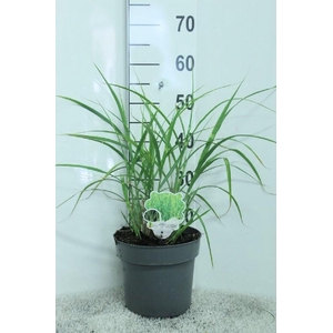 Miscanthus Sinensis Zebrinus